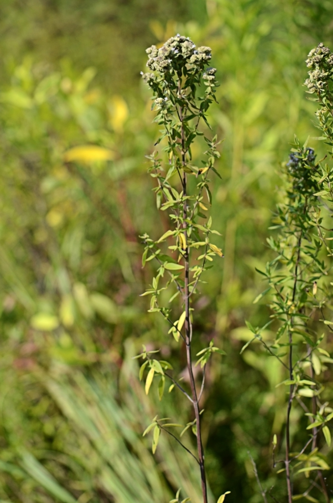 Pycnanthemum pilosum (Hairy Mountain Mint)