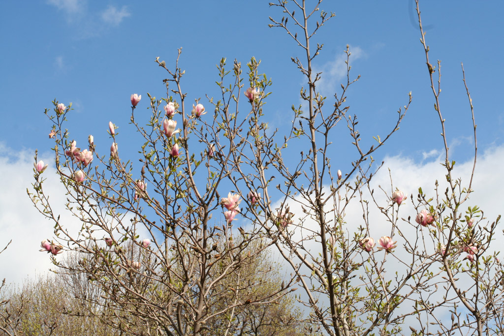 Magnolia × soulangeana (saucer magnolia) (alternate view 12)
