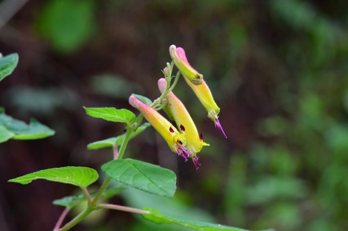Cuphea (Cigar Plants and Allies) (alternate view 5)