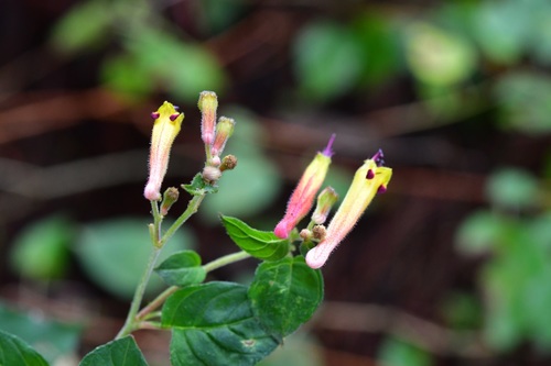 Cuphea (Cigar Plants and Allies) (alternate view 6)