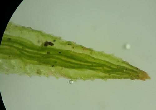 Atrichum angustatum (lesser smoothcap) (alternate view 6)