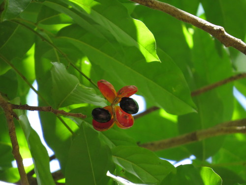 Harpullia pendula (Black Tulip) (alternate view 2)