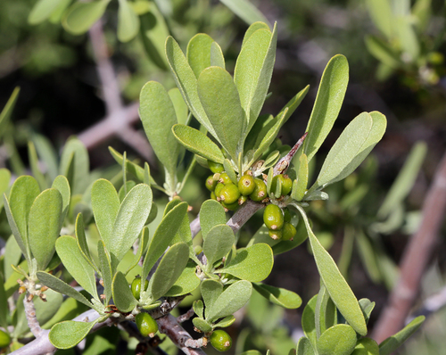 Shepherdia argentea (Silver Buffaloberry) (alternate view 5)