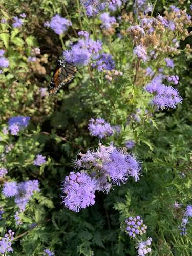 Conoclinium dissectum (Palmleaf Mistflower) (alternate view 7)