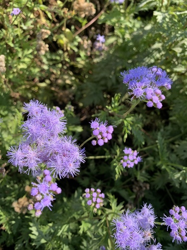 Conoclinium dissectum (Palmleaf Mistflower) (alternate view 8)