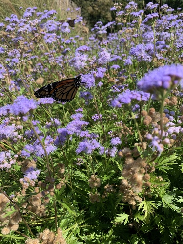 Conoclinium dissectum (Palmleaf Mistflower) (alternate view 9)