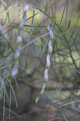 Acacia iteaphylla (Flinders Range Wattle) (alternate view 8)