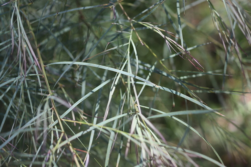 Acacia iteaphylla (Flinders Range Wattle) (alternate view 9)