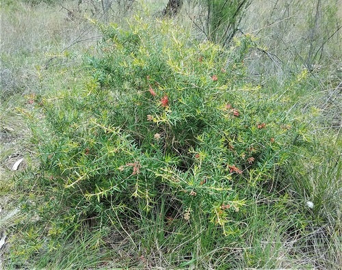 Grevillea juniperina (alternate view 9)