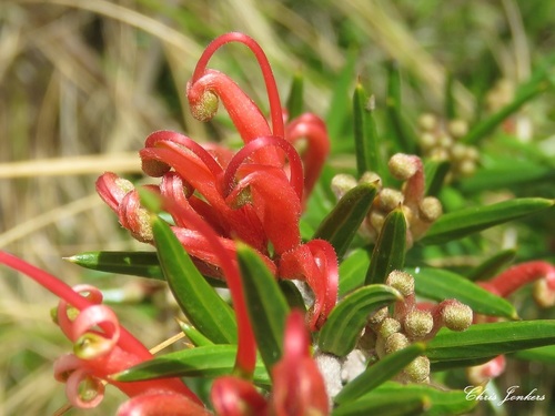 Grevillea juniperina (alternate view 10)