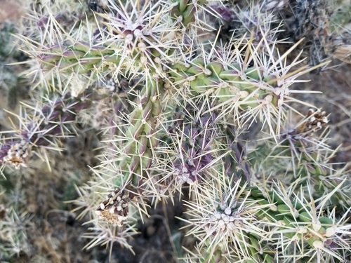 Cylindropuntia whipplei (Whipple's Cholla)