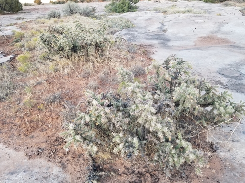 Cylindropuntia whipplei (Whipple's Cholla)