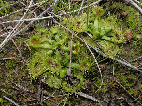 Drosera hookeri (Grassland Sundew) (alternate view 3)