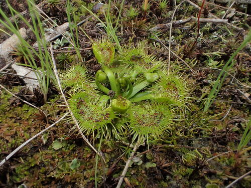 Drosera hookeri (Grassland Sundew) (alternate view 4)