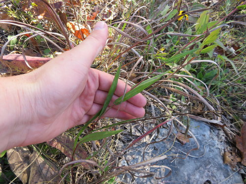 Symphyotrichum laeve (smooth blue aster) (alternate view 5)