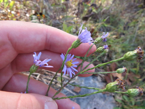 Symphyotrichum laeve (smooth blue aster) (alternate view 4)
