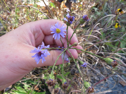 Symphyotrichum laeve (smooth blue aster) (alternate view 6)