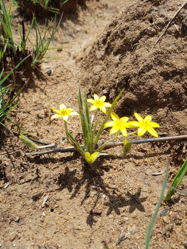 Hypoxis (Stargrasses) (alternate view 4)