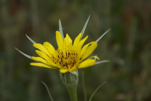 Tragopogon dubius (Yellow Salsify)
