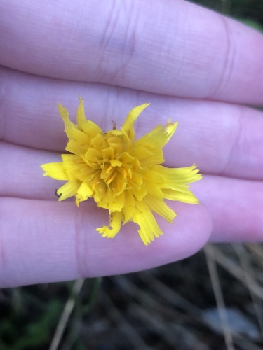Scorzoneroides autumnalis (Autumn Hawkbit)