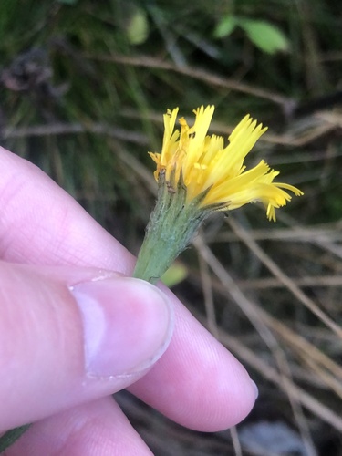 Scorzoneroides autumnalis (Autumn Hawkbit)
