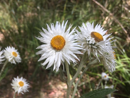 Coronidium elatum (white paper daisy) (alternate view 6)