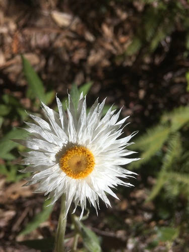 Coronidium elatum (white paper daisy) (alternate view 7)