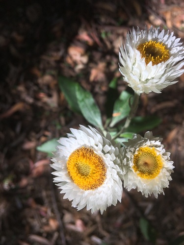 Coronidium elatum (white paper daisy) (alternate view 8)