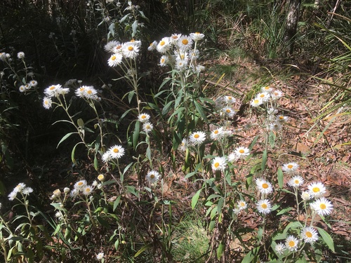 Coronidium elatum (white paper daisy) (alternate view 9)