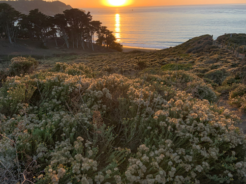 Ericameria ericoides (California Goldenbush)
