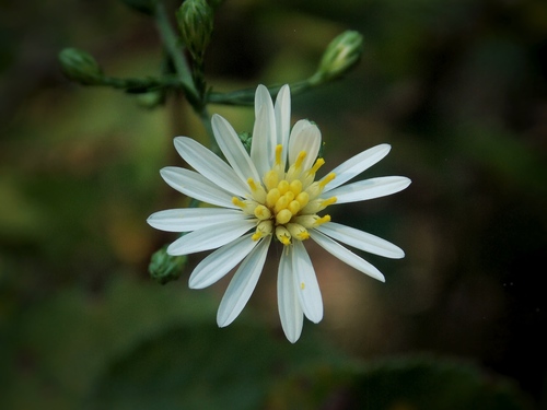 Symphyotrichum drummondii (Drummond's aster) (alternate view 6)