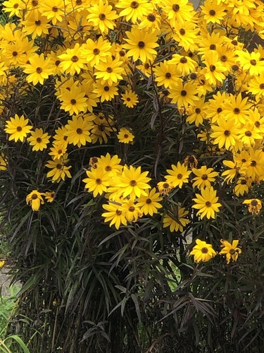Helianthus angustifolius (Swamp Sunflower)