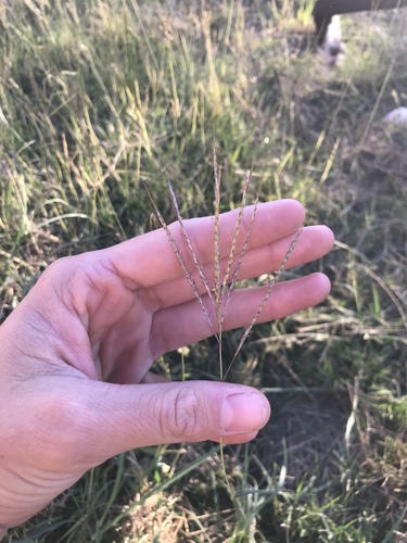 Bothriochloa ischaemum (King Ranch bluestem) (alternate view 3)