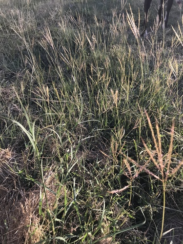 Bothriochloa ischaemum (King Ranch bluestem) (alternate view 4)