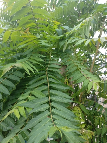 Ailanthus altissima (tree of heaven) (alternate view 7)