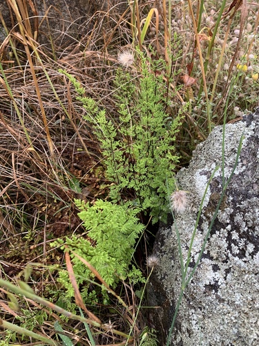 Cheilanthes sieberi (cloak fern) (alternate view 5)