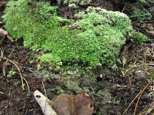 Leucobryum albidum (white moss)