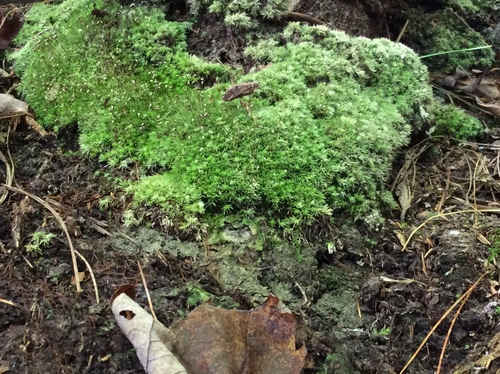 Leucobryum albidum (white moss) (alternate view 2)