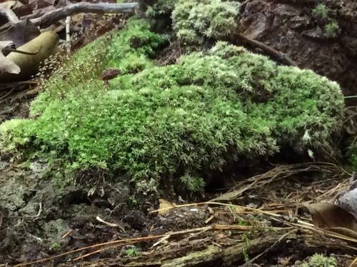 Leucobryum albidum (white moss) (alternate view 3)