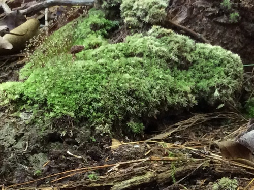 Leucobryum albidum (white moss) (alternate view 4)