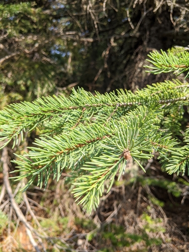 Picea sitchensis (Sitka Spruce)