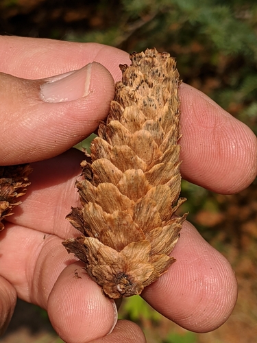 Picea sitchensis (Sitka Spruce) (alternate view 2)