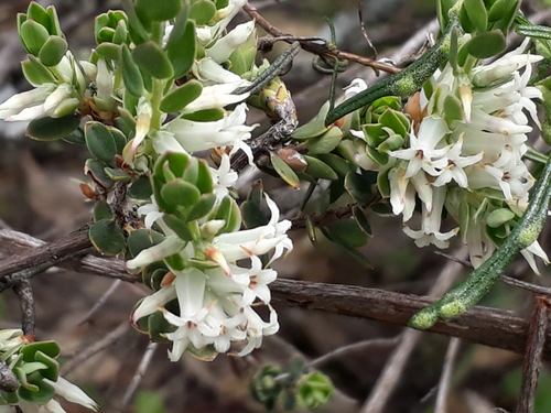 Brachyloma daphnoides (Daphne heath) (alternate view 3)