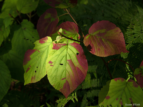 Viburnum lantanoides (hobblebush)