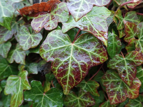 Hedera helix (English Ivy) (alternate view 9)