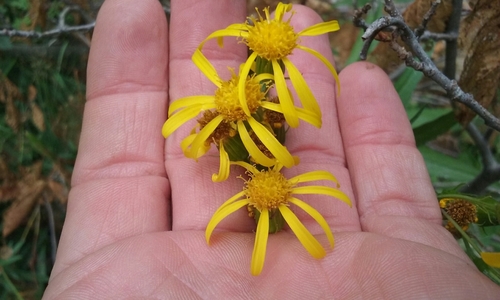 Senecio triangularis (Arrowleaf Senecio) (alternate view 3)