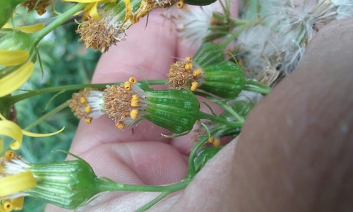 Senecio triangularis (Arrowleaf Senecio) (alternate view 4)