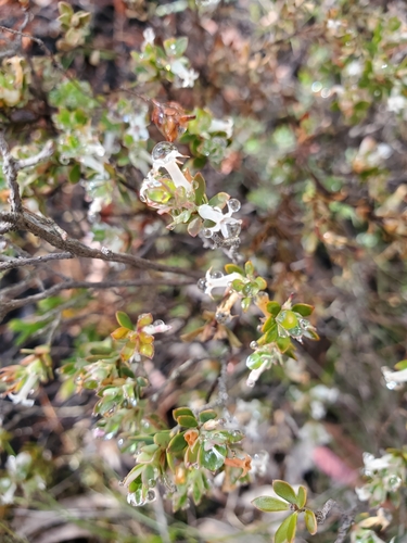 Brachyloma daphnoides (Daphne heath)