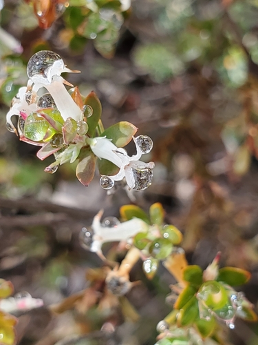 Brachyloma daphnoides (Daphne heath) (alternate view 2)