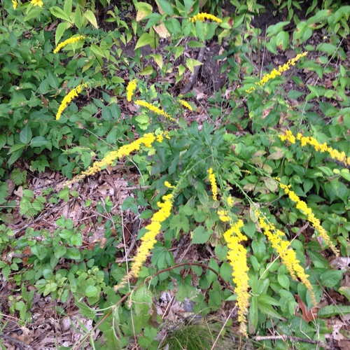 Solidago ulmifolia (elm-leaved goldenrod)